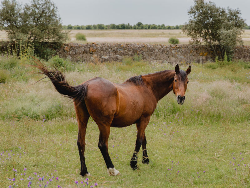  Cavalo